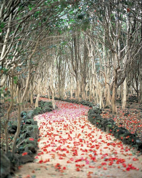 【JR広島駅発】須佐で男命イカを食す♪笠山椿まつりと河津桜 日帰り3